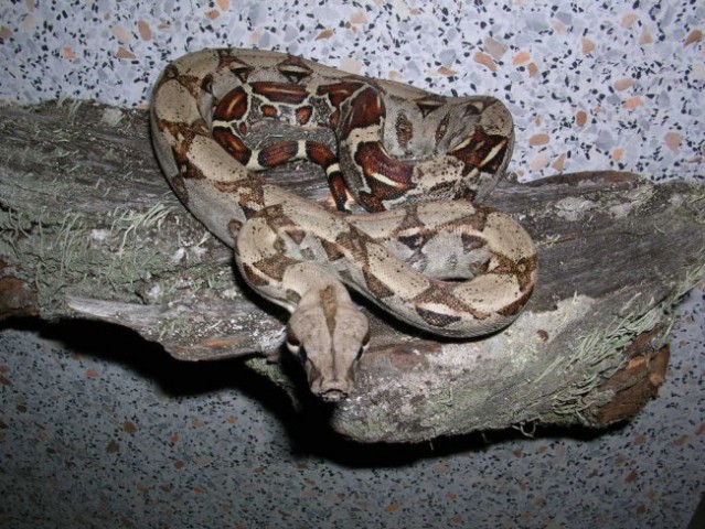 Boa constrictor - foto