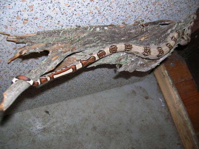 Boa constrictor - foto