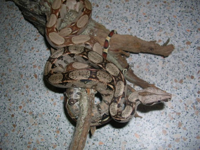 Boa constrictor - foto