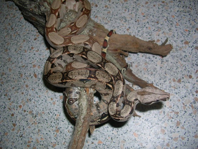 Boa constrictor - foto povečava