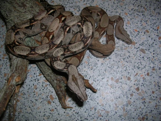 Boa constrictor - foto