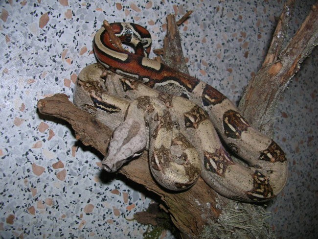 Boa constrictor - foto povečava