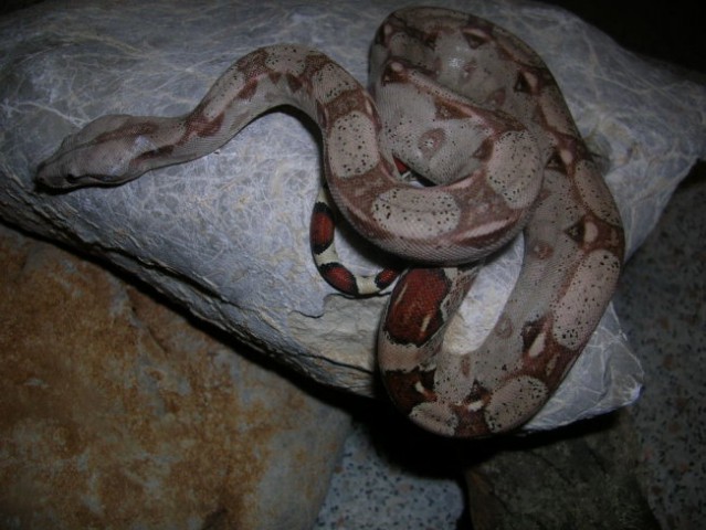 Boa constrictor - foto