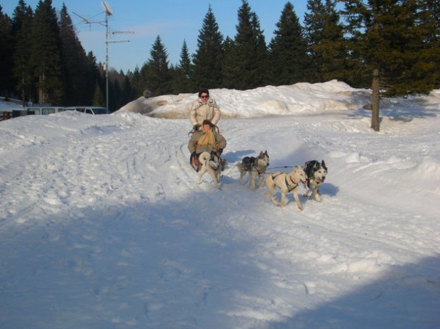 Sibirski husky - foto