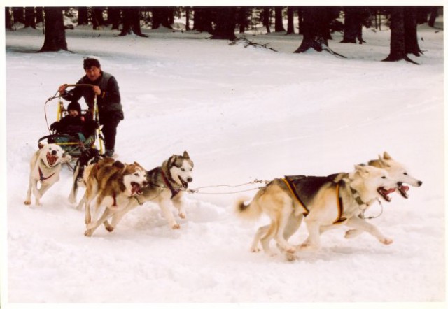 Sibirski husky - foto