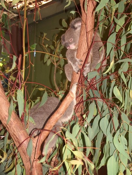 Australia - foto povečava