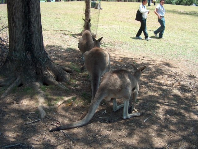 Australia - foto