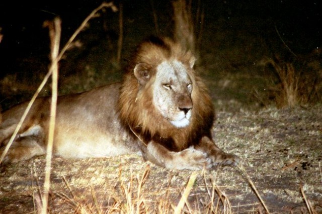 Hippo Lodge, National park Kafu, Zambia - foto