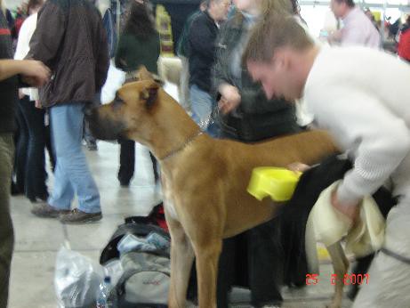 Razstava v Celju, februar 2007 - foto povečava