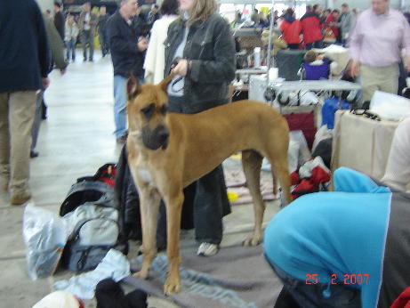 Razstava v Celju, februar 2007 - foto povečava