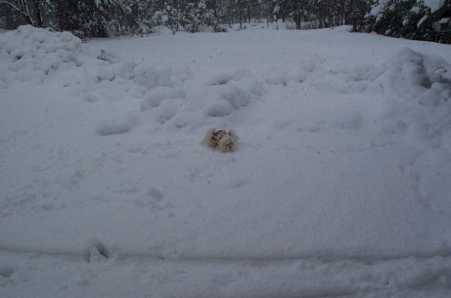 Šia na snegu - januar07 - foto