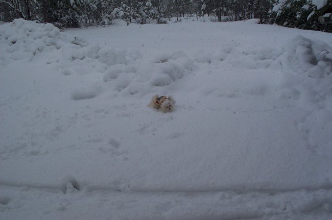 Šia na snegu - januar07 - foto povečava