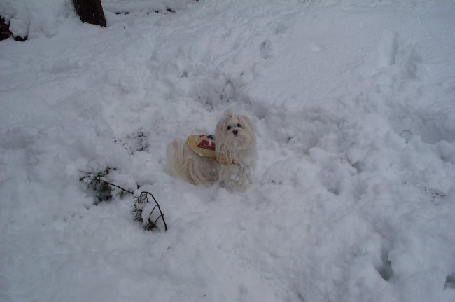 Šia na snegu - januar07 - foto povečava