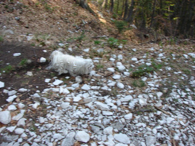 Šia na Krnskem jezeru - april07 - foto povečava