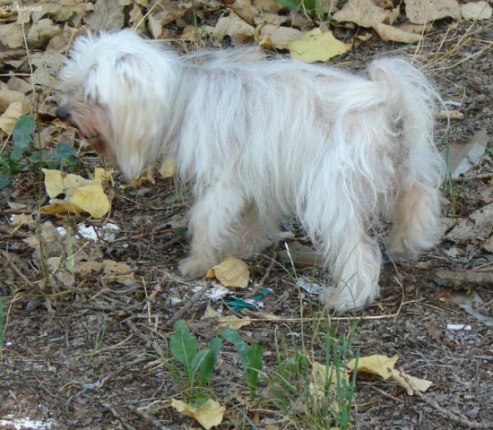 Tami (nardi, donkeyslo)