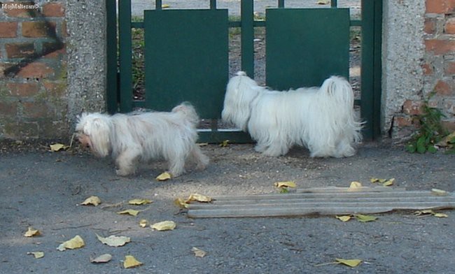 1. maltežanijada - 28.7.2007 - foto povečava