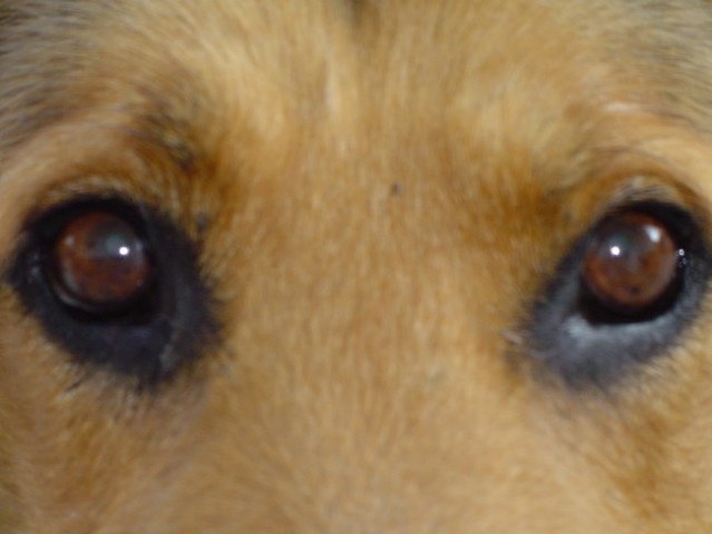 So beautiful eyes... :)