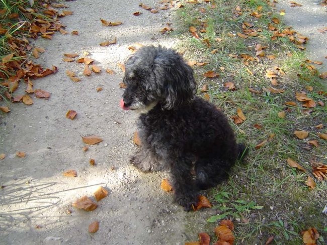 Zverina - foto povečava