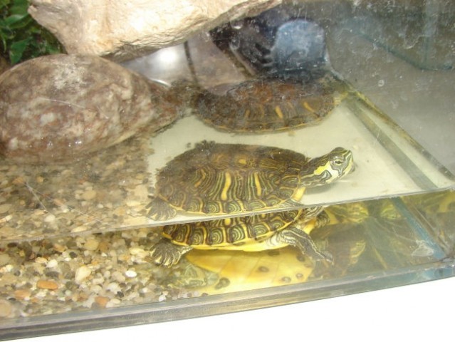 šolski želvici - foto