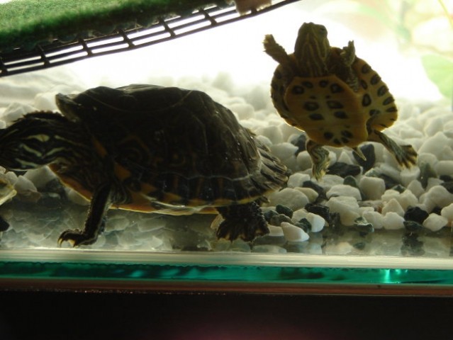 šolski želvici na počitnicah - foto