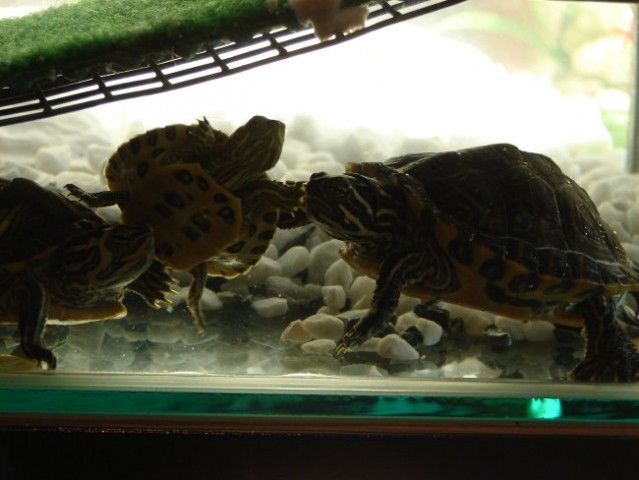 šolski želvici na počitnicah - foto