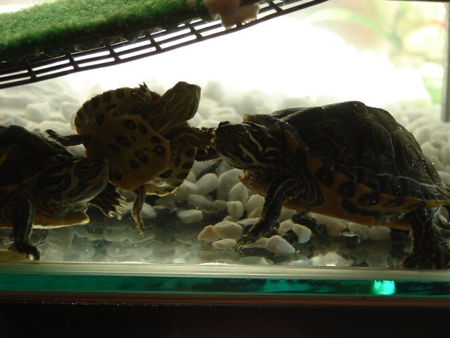 šolski želvici na počitnicah - foto povečava