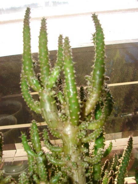 žnj kaktusi - foto