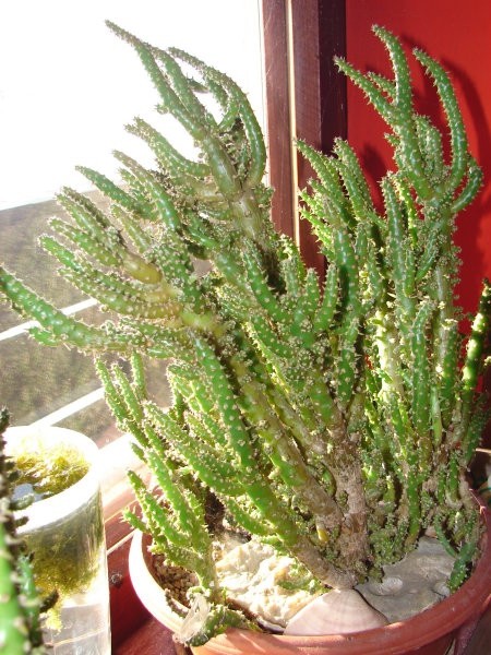 žnj kaktusi - foto povečava