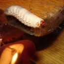 Cyprolais Loricata
