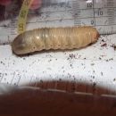 Cyprolais Loricata