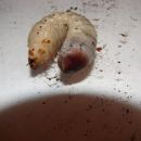 Eudicella Gralli Hubini