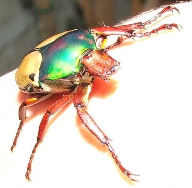 Cyprolais loricata