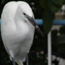 mala bela čaplja (Egretta garzetta)