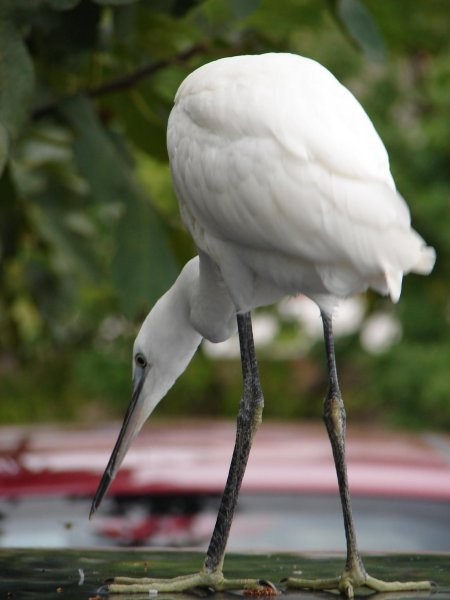 Mala bela čaplja (Egretta garzetta) - foto povečava