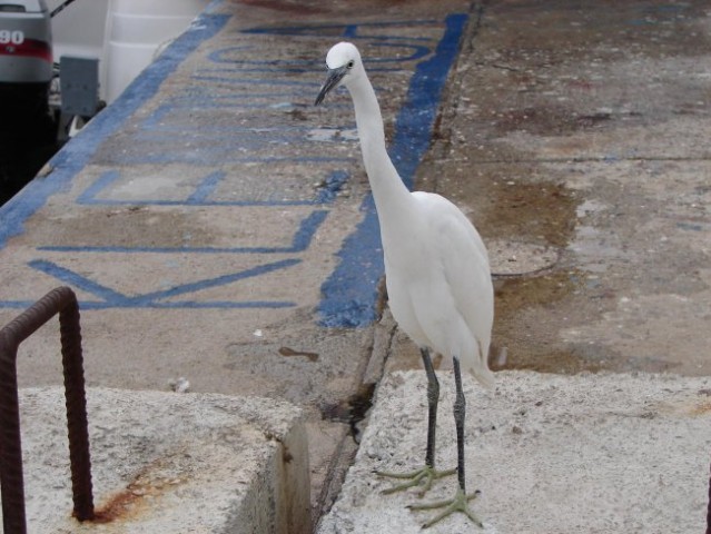 Mala bela čaplja (Egretta garzetta) - foto