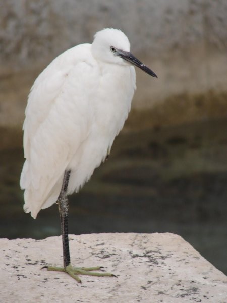 Mala bela čaplja (Egretta garzetta) - foto povečava