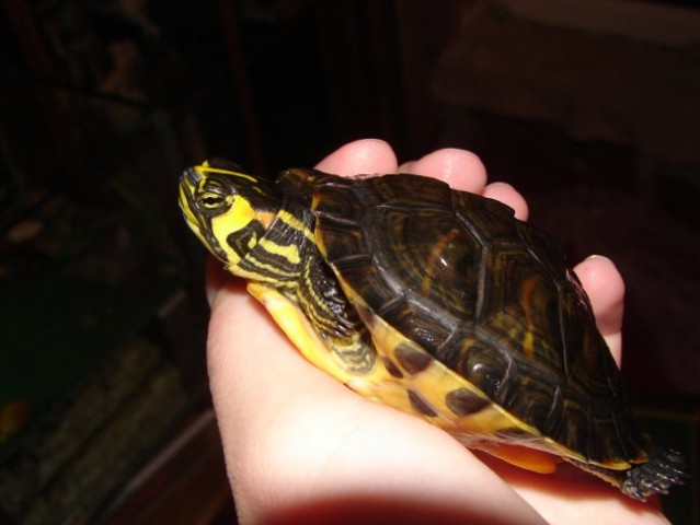 Trachemys
scripta scripta