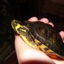 Trachemys
scripta scripta