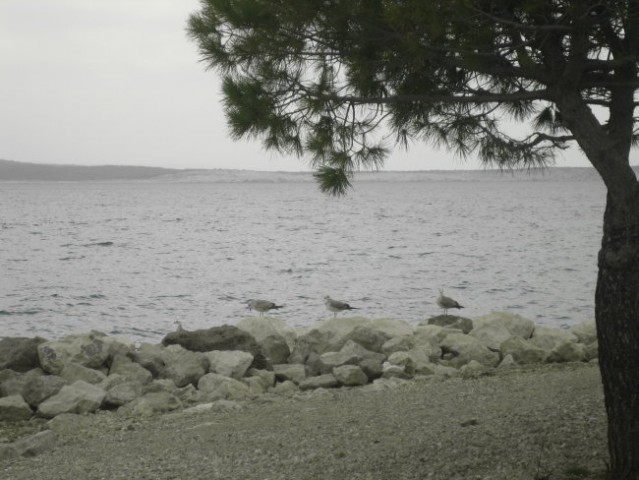 Crikvenica - foto