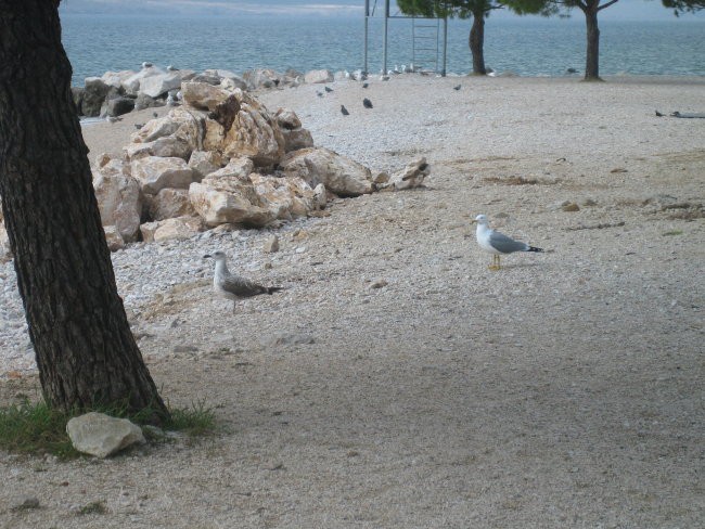 Crikvenica - foto povečava