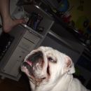 ANGLESKI BULDOG
          TYSON