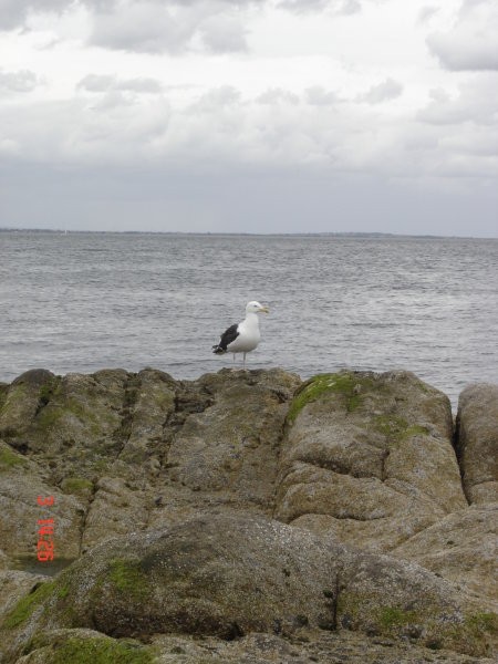 Dun Laoghaire - foto