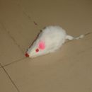 najina miš