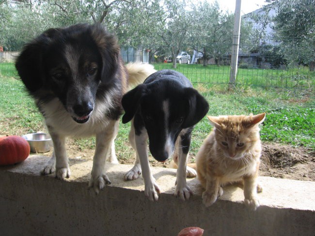 Prvi letošnji sneg - foto povečava