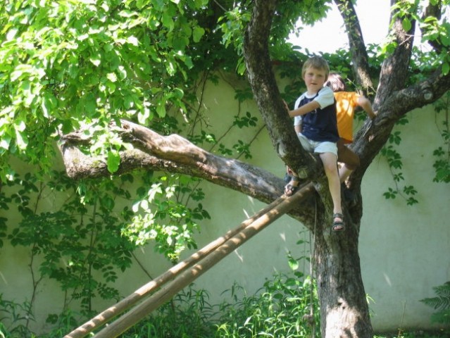 Otroci so večinoma zelo spretni in zelo radi plezajo na drevesa.