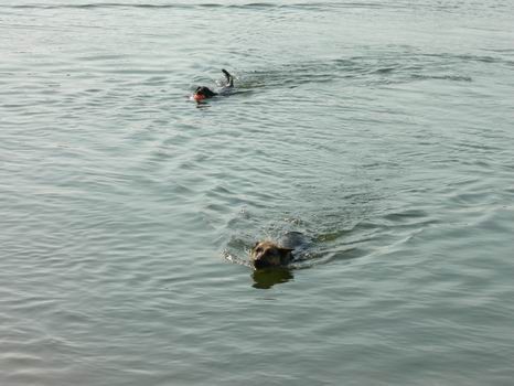 Rudniško jezero (6.7.2006) - foto povečava