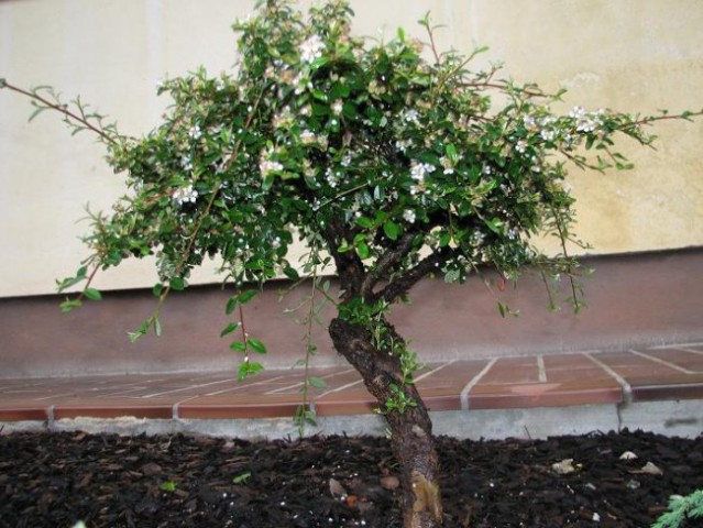 Panešlja - cotoneaster