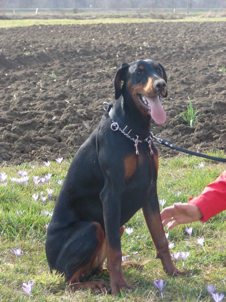 AKS, LENA, JOY - foto povečava