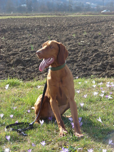 AKS, LENA, JOY - foto povečava