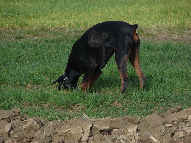 AKS, LENA, JOY - foto povečava